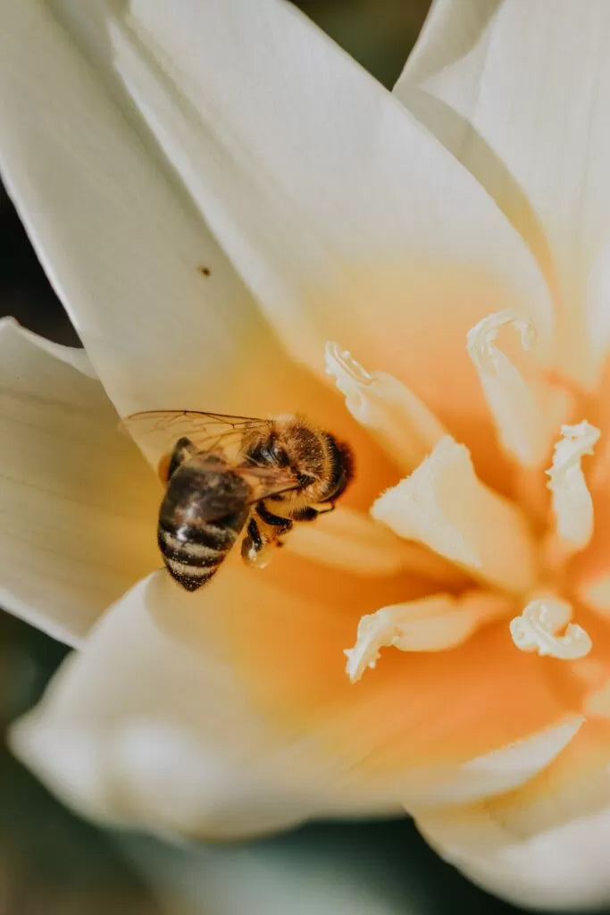 How to use RAW BEE PRODUCTS for HAYFEVER?